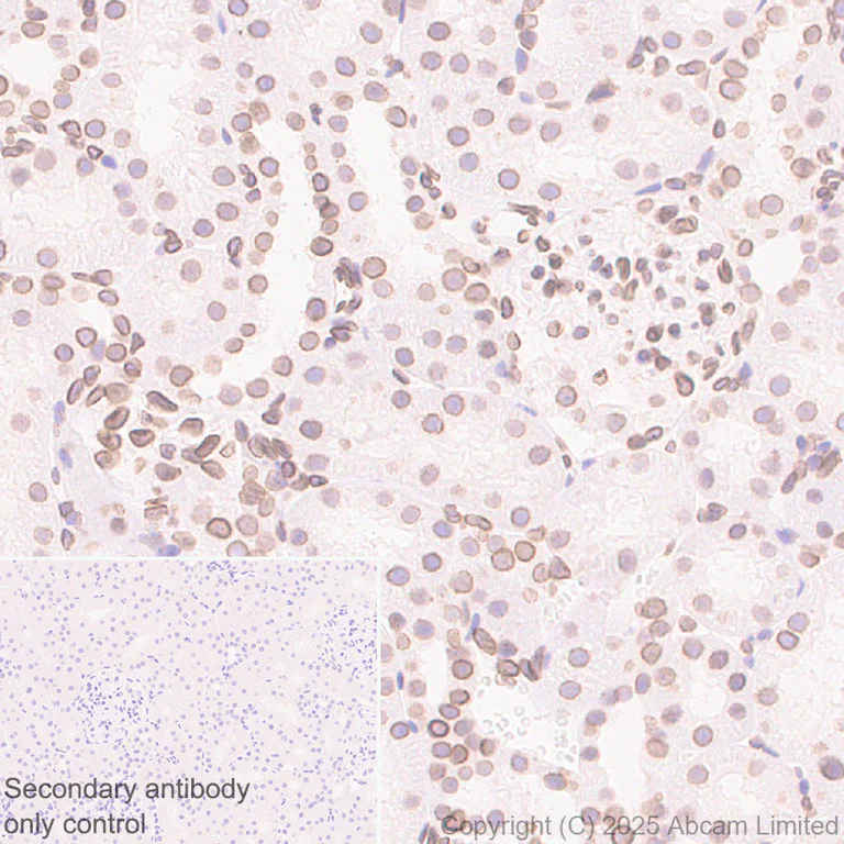 Immunohistochemistry (Formalin/PFA-fixed paraffin-embedded sections) - Anti-SUN1 antibody [EPR29563-76] - BSA and Azide free (AB325950)