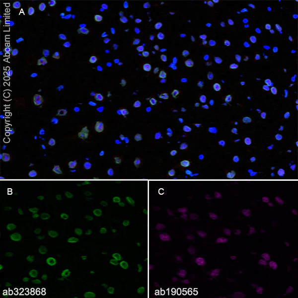 Immunohistochemistry (Frozen sections) - Anti-SUN1 antibody [EPR29563-76] - BSA and Azide free (AB325950)