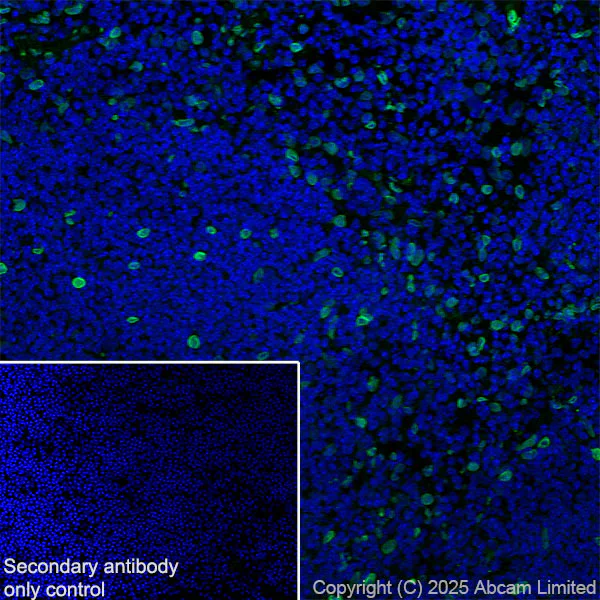 Immunohistochemistry (Frozen sections) - Anti-SUN1 antibody [EPR29563-76] - BSA and Azide free (AB325950)