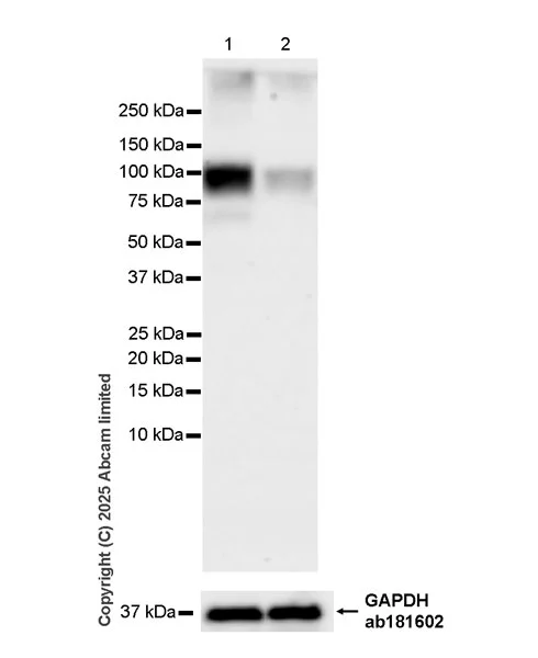 Western blot - Anti-SUN1 antibody [EPR29563-76] - BSA and Azide free (AB325950)