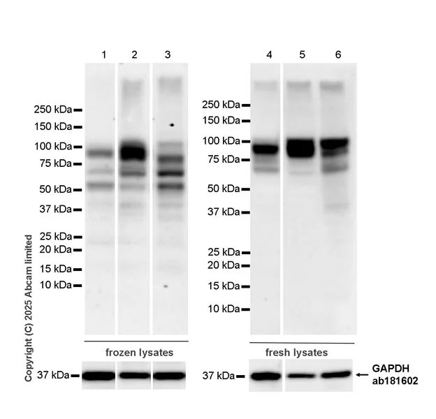 Western blot - Anti-SUN1 antibody [EPR29563-76] - BSA and Azide free (AB325950)