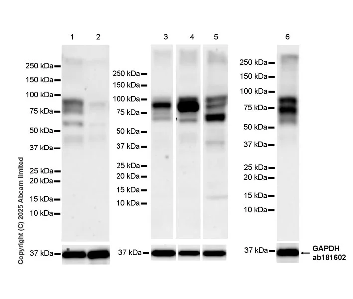Western blot - Anti-SUN1 antibody [EPR29563-76] - BSA and Azide free (AB325950)