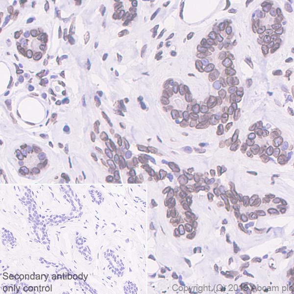 Immunohistochemistry (Formalin/PFA-fixed paraffin-embedded sections) - Anti-SUN1 antibody [EPR6554] (AB124770), expandable thumbnail