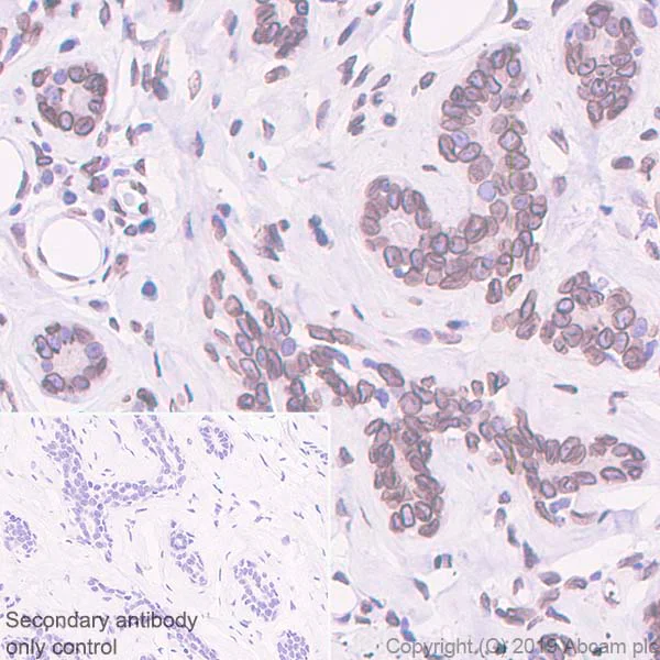 Immunohistochemistry (Formalin/PFA-fixed paraffin-embedded sections) - Anti-SUN1 antibody [EPR6554] (AB124770)