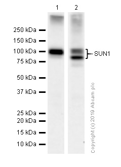 Western blot - Anti-SUN1 antibody [EPR6554] (AB124770), expandable thumbnail