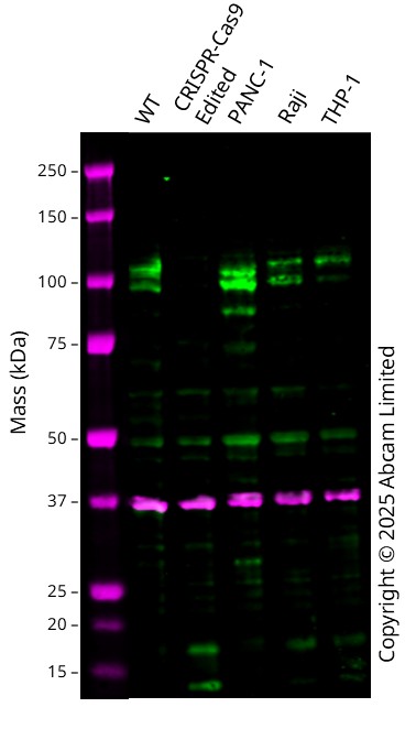 Anti-SUN1 antibody [EPR6554]