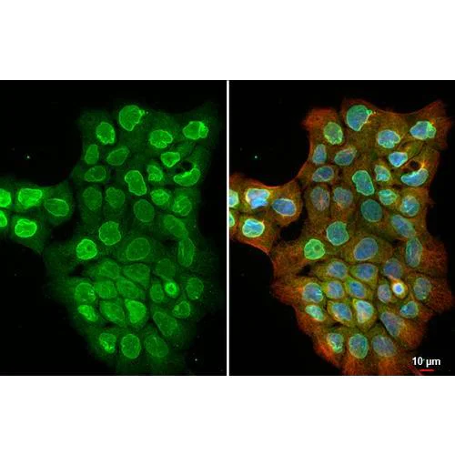 Anti-SUN1 antibody [HL1947] (ab317119) | Abcam