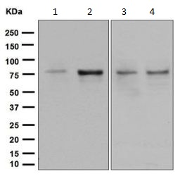 Western blot - Anti-SUN2 antibody [EPR6556] (AB133591), expandable thumbnail
