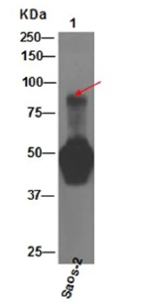 Immunoprecipitation - Anti-SUN2 antibody [EPR6556] - BSA and Azide free (AB248569)