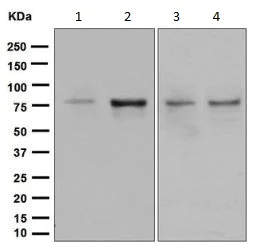Western blot - Anti-SUN2 antibody [EPR6556] - BSA and Azide free (AB248569)