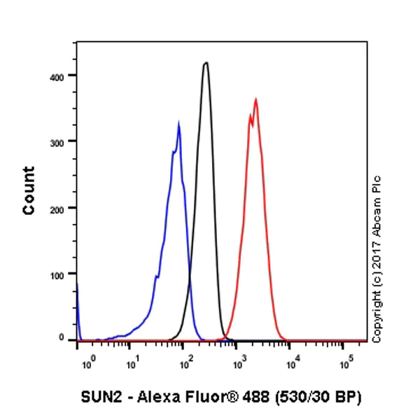 Flow Cytometry (Intracellular) - Anti-SUN2 antibody [EPR6557] (AB124916)