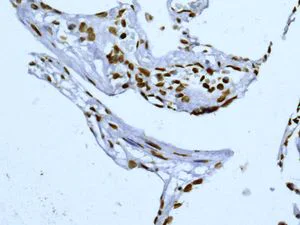 Immunohistochemistry (Formalin/PFA-fixed paraffin-embedded sections) - Anti-SUN2 antibody [EPR6557] (AB124916)