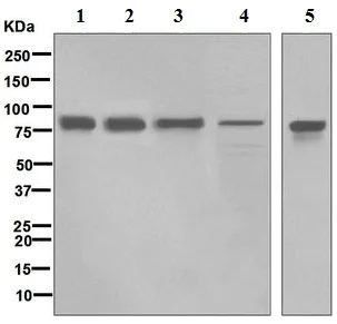 Western blot - Anti-SUN2 antibody [EPR6557] (AB124916)