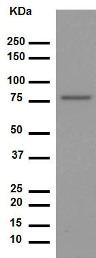 Western blot - Anti-SUN2 antibody [EPR6557] (AB124916)