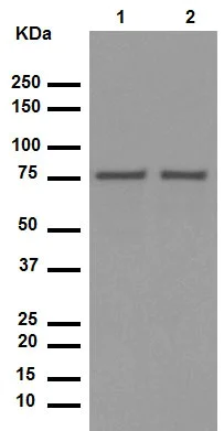 Western blot - Anti-SUN2 antibody [EPR6557] (AB124916)