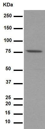 Western blot - Anti-SUN2 antibody [EPR6557] (AB124916)