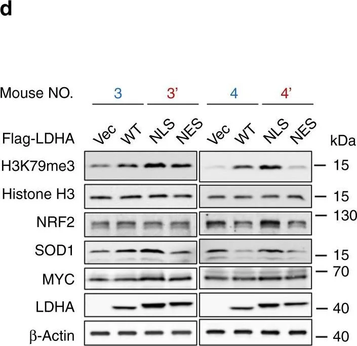Western blot - Anti-Superoxide Dismutase 1 antibody (AB13498)