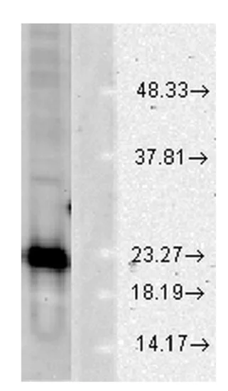 Western blot - Anti-Superoxide Dismutase 1 antibody (AB13498)