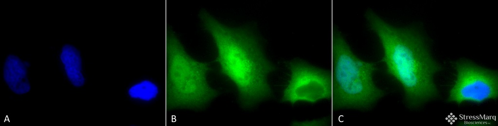 Immunocytochemistry/ Immunofluorescence - Anti-Superoxide Dismutase 1 antibody (AB13499), expandable thumbnail