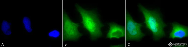 Immunocytochemistry/ Immunofluorescence - Anti-Superoxide Dismutase 1 antibody (AB13499)