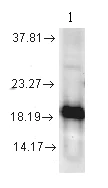 Western blot - Anti-Superoxide Dismutase 1 antibody (AB13499)