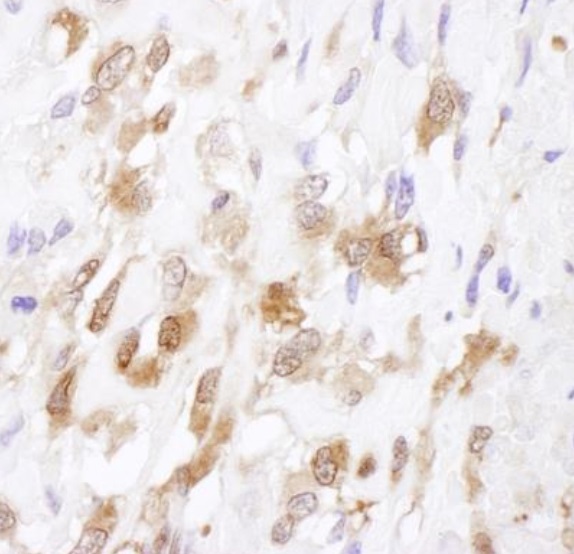 Immunohistochemistry (Formalin/PFA-fixed paraffin-embedded sections) - Anti-Superoxide Dismutase 1 antibody (AB245352), expandable thumbnail