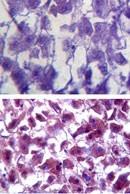 Immunohistochemistry (Formalin/PFA-fixed paraffin-embedded sections) - Anti-Superoxide Dismutase 1 antibody (AB256348), expandable thumbnail