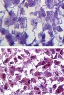 Immunohistochemistry (Formalin/PFA-fixed paraffin-embedded sections) - Anti-Superoxide Dismutase 1 antibody (AB256348)