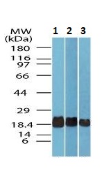 Western blot - Anti-Superoxide Dismutase 1 antibody (AB256348), expandable thumbnail