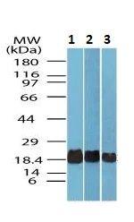 Western blot - Anti-Superoxide Dismutase 1 antibody (AB256348)