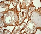 Immunohistochemistry (Formalin/PFA-fixed paraffin-embedded sections) - Anti-Superoxide Dismutase 1 antibody (AB52950)