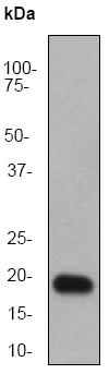 Anti-Superoxide Dismutase 1 antibody