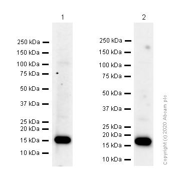 Western blot - Anti-Superoxide Dismutase 1 antibody [EP1727Y] (AB51254), expandable thumbnail