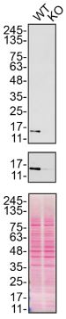 Western blot - Anti-Superoxide Dismutase 1 antibody [EP1727Y] (AB51254), expandable thumbnail