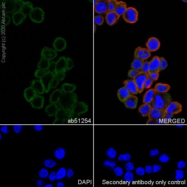 Immunocytochemistry/ Immunofluorescence - Anti-Superoxide Dismutase 1 antibody [EP1727Y] - BSA and Azide free (AB238954), expandable thumbnail
