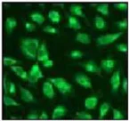 Immunocytochemistry/ Immunofluorescence - Anti-Superoxide Dismutase 1 antibody [EP1727Y] - BSA and Azide free (AB238954)