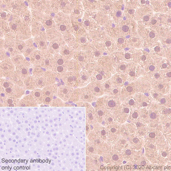 Immunohistochemistry (Formalin/PFA-fixed paraffin-embedded sections) - Anti-Superoxide Dismutase 1 antibody [EP1727Y] - BSA and Azide free (AB238954)