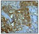 Immunohistochemistry (Formalin/PFA-fixed paraffin-embedded sections) - Anti-Superoxide Dismutase 1 antibody [EP1727Y] - BSA and Azide free (AB238954)