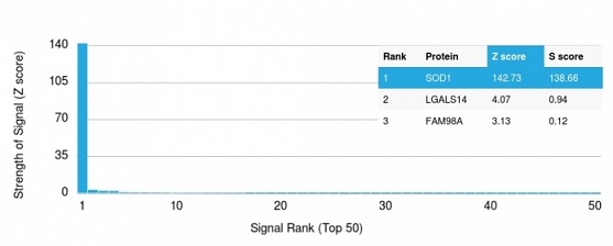 Protein Array - Anti-Superoxide Dismutase 1 antibody [SOD1/2089] (AB238052), expandable thumbnail