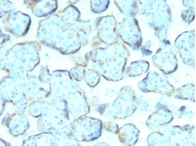 Immunohistochemistry (Formalin/PFA-fixed paraffin-embedded sections) - Anti-Superoxide Dismutase 1 antibody [SOD1/2089] - BSA and Azide free (AB237902)