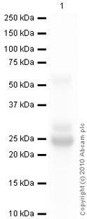 Western blot - Anti-Superoxide Dismutase 3/EC-SOD antibody [4G11G6] (AB80946), expandable thumbnail
