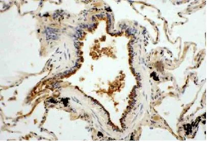 Immunohistochemistry (Frozen sections) - Anti-Superoxide Dismutase 3/EC-SOD antibody (AB21974)