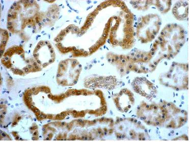 Immunohistochemistry (Frozen sections) - Anti-Superoxide Dismutase 3/EC-SOD antibody (AB21974)