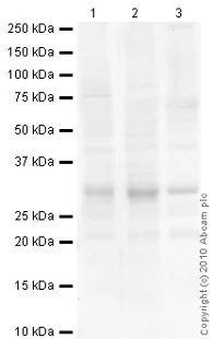 Western blot - Anti-Superoxide Dismutase 3/EC-SOD antibody (AB21974)