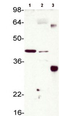 Western blot - Anti-Superoxide Dismutase 3/EC-SOD antibody (AB83108)