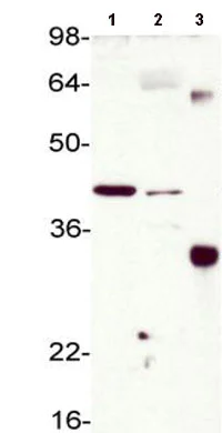 Western blot - Anti-Superoxide Dismutase 3/EC-SOD antibody (AB83108)