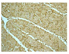 Immunohistochemistry (Formalin/PFA-fixed paraffin-embedded sections) - Anti-Superoxide Dismutase 3/EC-SOD antibody [EPR10860] - BSA and Azide free (AB249643)