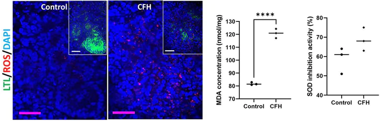 Biochemical assay - Superoxide Dismutase Activity Assay Kit (Colorimetric) (AB65354)