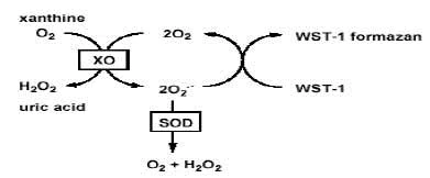 Functional Studies - Superoxide Dismutase Activity Assay Kit (Colorimetric) (AB65354)
