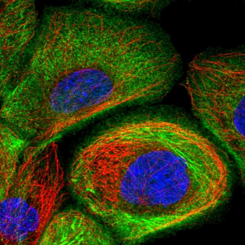 Immunocytochemistry/ Immunofluorescence - Anti-Supervillin antibody (AB254629), expandable thumbnail